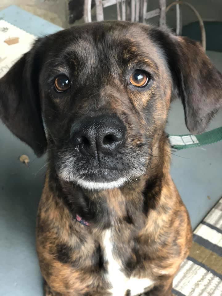 Brownie.jpg
